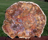 SiS: RAVISHING COLOR 10" Madagascar Petrified Wood Slab - Simply GORGEOUS Round