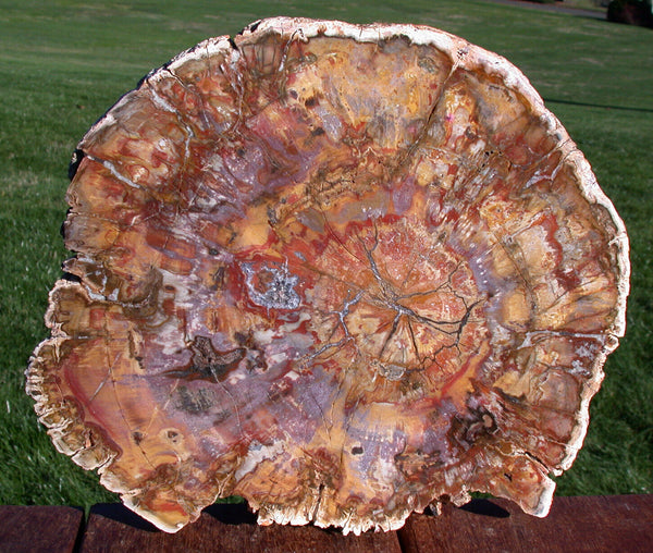 SiS: RAVISHING COLOR 10" Madagascar Petrified Wood Slab - Simply GORGEOUS Round