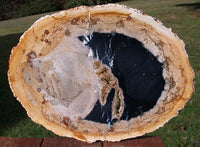 SiS: MAGNIFICENT HUGE 16"+ Petrified Palm Wood Sab - Indonesia - Beck Collection