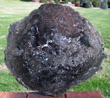 SiS: HUGE & RARE Black 14" Hampton Butte Petrified Wood Slab - Fossil PINE!!