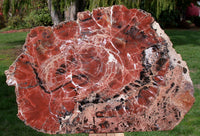 45508576