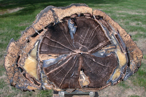 SiS: INCREDIBLE Big 8" Blue Forest Petrified Wood - AGATE & CALCITE MASTERPIECE