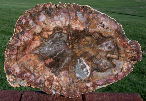 SiS: RAVISHING COLOR 12" Madagascar Petrified Wood Slab - Simply GORGEOUS Round