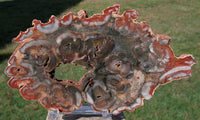 SiS: MY BEST Small African Rhexoxylon Slab - 6"+ Mirror Polished RARE GEM FOSSIL