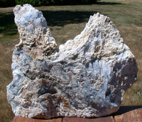 45509221