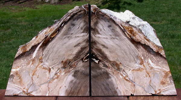 SiS: GLASSY FOSSIL CONIFER 10lb. Petrified Wood Bookends - Saddle Mtn. Wash.