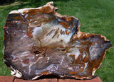 SiS: STUNNING RICH WOOD GRAIN Hubbard Basin 13" Petrified Wood Display Slab!