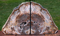 SiS: PICTURE PERFECT 7lb. Madagascar Petrified Wood Bookend Set - BEAUTIFUL!!