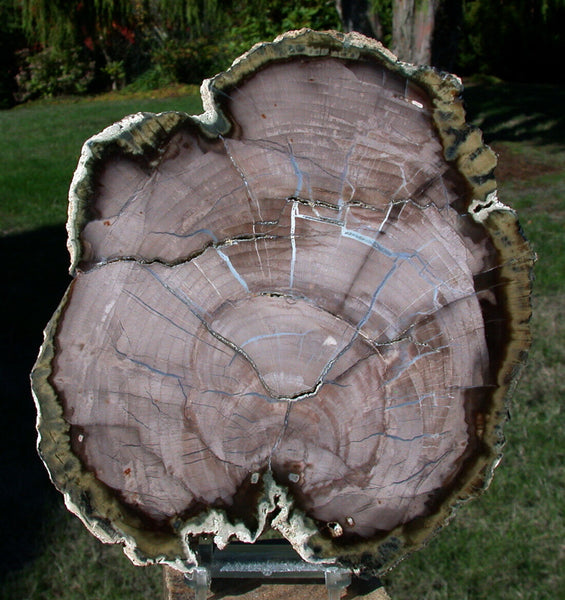 SiS: ULTRA-GEMMY 7.5" CYPRESS Saddle Mtn. Petrified Wood Round -Beck Collection!