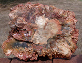 45615351