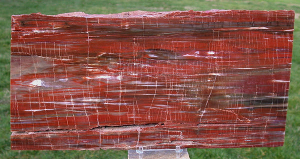 45508221