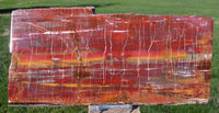 SiS: GLORIOUS 11" Arizona Rainbow Petrified Wood Slab - STUNNING RIP CUT PLANK!!