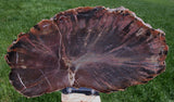 SiS: Chinle Fossil 12" WOODWORTHIA Petrified Wood Round - Northern Arizona