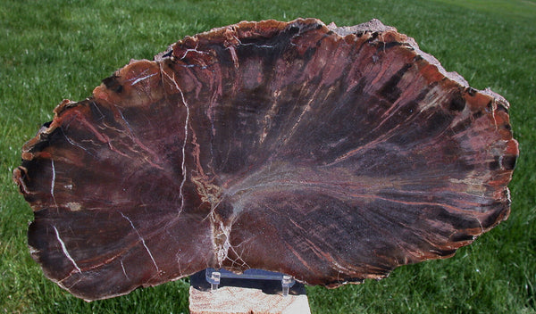 SiS: Chinle Fossil 12" WOODWORTHIA Petrified Wood Round - Northern Arizona