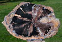 SiS: REMARKABLE Wyo. Eden Valley Petrified Wood Round -Loaded With Gold Calcite!