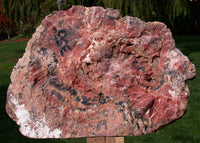 45508576