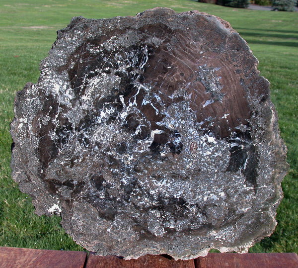 SiS: HUGE & RARE Black 14" Hampton Butte Petrified Wood Slab - Fossil PINE!!