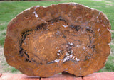 SiS: ULTRA-RARE 14" Petrified Wood Round from India FASCINATING SLAB - LAST ONE!