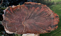 SiS: Chinle Fossil 12" WOODWORTHIA Petrified Wood Round - Northern Arizona