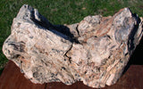 45501385