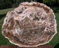 45345315