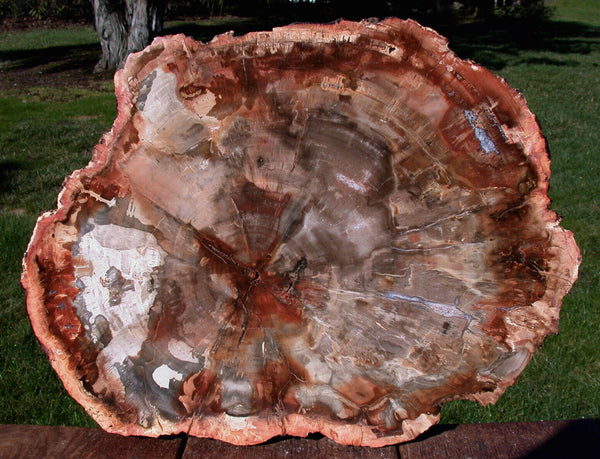 SiS: SUPERIOR QUALITY 14" Madagascar Petrified Wood Round - Warm Rich Color!