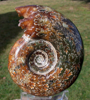 SiS: EXQUISITE FAT Puzosia 4.5" Ammonite - Sutured Fossil Gemstone!