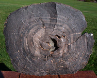 45323690