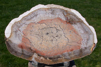 SiS: Porcelain Polished Petrified TREE FERN slab - BEAUTIFUL Orange Heart Fossil