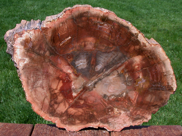45178342