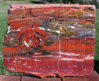 SiS: GLORIOUS 15" Arizona Rainbow Petrified Wood Slab - STUNNING RIP CUT PLANK!!