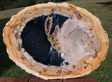 SiS: MAGNIFICENT HUGE 16"+ Petrified Palm Wood Sab - Indonesia - Beck Collection