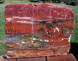 SiS: GLORIOUS 15" Arizona Rainbow Petrified Wood Slab - STUNNING RIP CUT PLANK!!