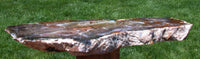 SiS: STUNNING RICH WOOD GRAIN Hubbard Basin 13" Petrified Wood Display Slab!