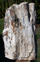 45509282
