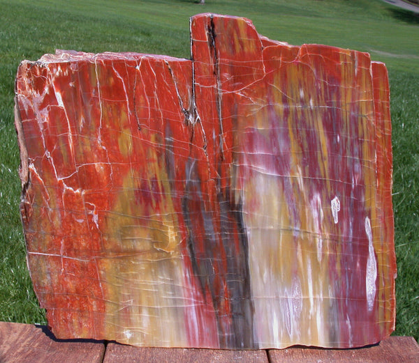 SiS: GLORIOUS 12"+ Arizona Rainbow Petrified Wood Slab - STUNNING RIP CUT PLANK!