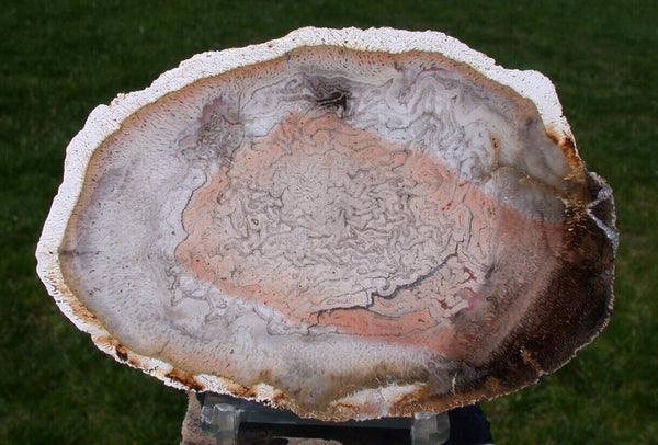 SiS: Porcelain Polished Petrified TREE FERN slab - BEAUTIFUL Orange Heart Fossil