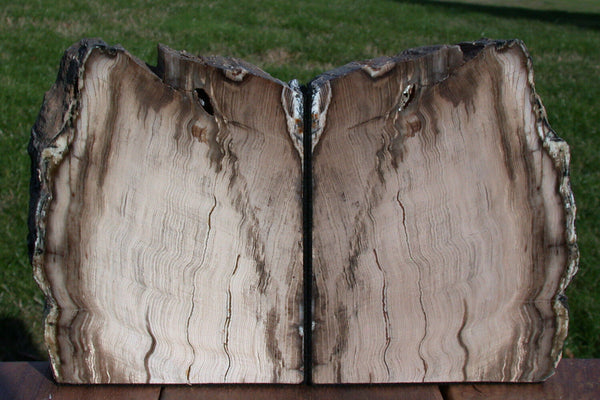 SiS: COOL, GLASSY & BEAUTIFUL Petrified Wood Bookends - Saddle Mtn. Wash.