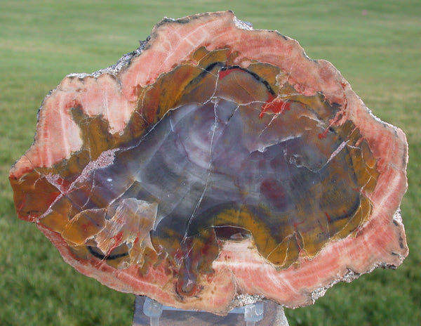 Arizona rainbow heel cut for Arizonacactus