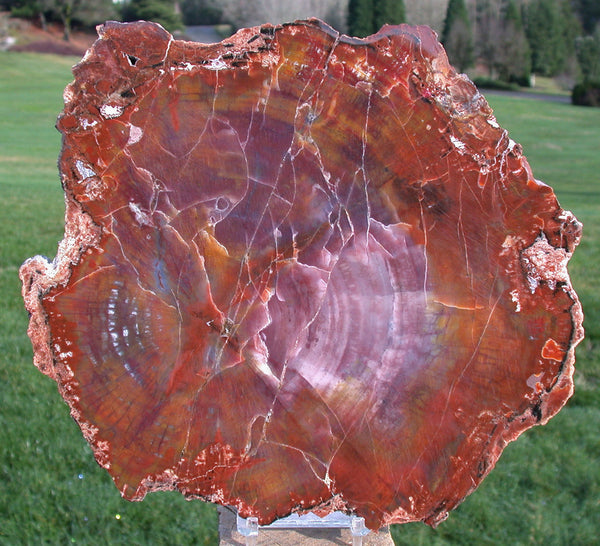 SPECTACULAR 10" Arizona RAINBOW Petrified Wood Conifer Round