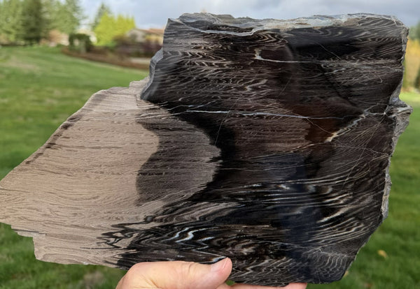 Bear Creek Rip Cut Petrified Wood Slab - Chevron Grain Fossil Fir from Oregon