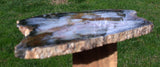 DRAMATIC 11" Hubbard Basin Petrified Wood Round - Beautiful SKY BLUE Full Cross Section Slab!