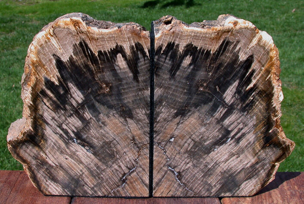 Petrified Wood Bookends - STUNNING 9 lb. Stinking Water Oak!