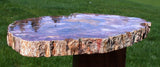 RAVISHING COLOR 12" Madagascar Petrified Wood Slab - Simply GORGEOUS Round!