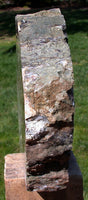 GLASSY & GORGEOUS Petrified Wood Sculpture - Gorgeous 6"+ Specimen - Saddle Mountain, WA!