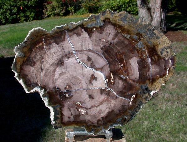 GORGEOUS & GLASSY 7"+ Saddle Mtn., WA Petrified Wood Round!