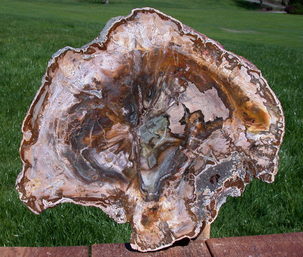 Natural Fossil Art in Stone - 12" Madagascar Petrified Wood Round - GORGEOUS COLORS!