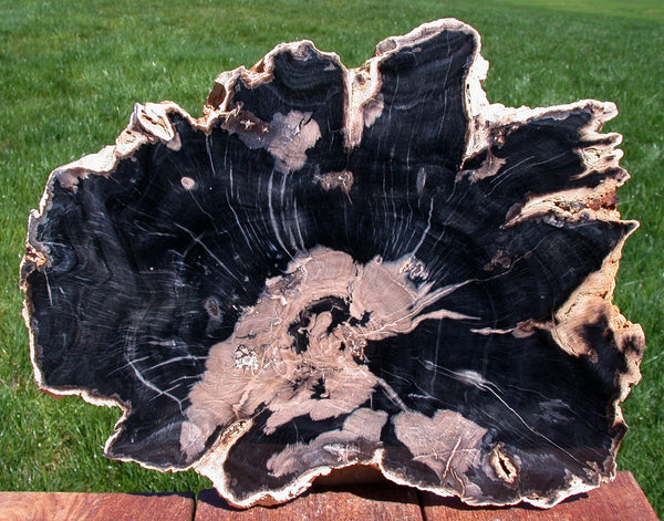 Museum Grade HUGE 14"+ Parnell Canyon, WY - Petrified BEECH Wood Round!
