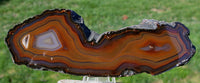 MUSEUM GRADE 7" PIRANHA Agate Specimen - Strikingly Colorful Thick Double Pattern Slab!