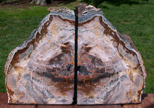 STUNNING NATURAL ART 6.6 lb. Petrified Wood Bookend Set - Beautiful Fossil Log!!